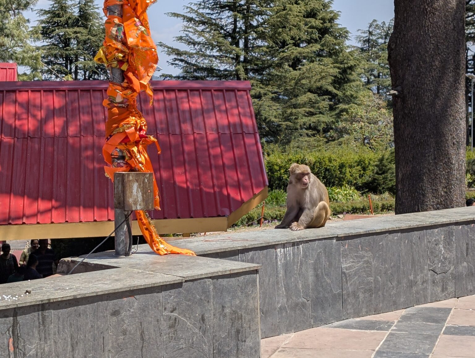 PXL_20250404_071053609